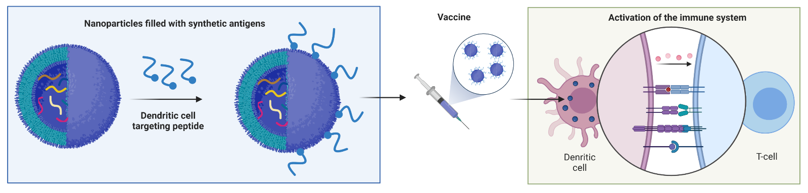 Dendritic cell targeting with peptides